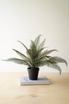 Potted plant on a stack of books with a plain background