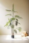 Tall potted plant on a light surface with a neutral background