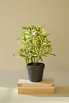 Artificial Schefflera Desk Plant – 15" Faux Greenery Accent