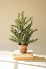 Artificial Rosemary Plant 24"H Green Plastic Faux Terracotta Pot Countertop Decor by Kalalou
