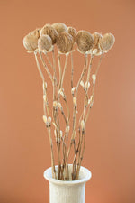 Dried Flowers on Bamboo 56"H Pod Bloom Natural Multi Color Stem Set By Kalalou