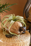 Small lizard on a rock with air plants on a woven surface