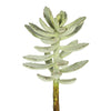 Vickerman FA171301 12" Artificial Frosted Green Pachyphytum Oviferum Stem Set Of 3