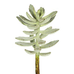 Vickerman FA171301 12" Artificial Frosted Green Pachyphytum Oviferum Stem Set Of 3