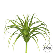 Vickerman FA171601 8