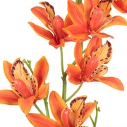 Vickerman FA188901 32