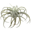 Vickerman FE171901 10.5" Artificial Gray Tillandsia Pick.