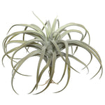 Vickerman FE171901 10.5" Artificial Gray Tillandsia Pick.