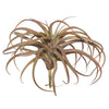 Vickerman FE172001 10.5" Artificial Red Tillandsia Pick.