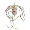 Vickerman FE172201 6" Artificial Green And Red Flocked Tillandsia Pick.