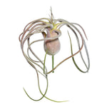 Vickerman FE172201 6" Artificial Green And Red Flocked Tillandsia Pick.