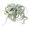 Vickerman FE172301 10.5" Artificial Green Tillandsia Pick.