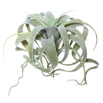Vickerman FE172301 10.5" Artificial Green Tillandsia Pick.