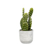 Vickerman FH181401 9.5" Artificial Green Cactus Plant.