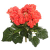 Vickerman FL171001 9.5" Artificial Orange Polyester Begonia Bush.