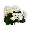 Vickerman FL171005 9.5" Artificial White Polyester Begonia Bush