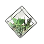 Vickerman FM181101 5.5" Artificial Green Succulents Diamond Terrarium.