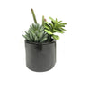 Vickerman FM181301 8" Artificial Green Succulents In Cement Pot.