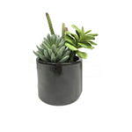 Vickerman FM181301 8" Artificial Green Succulents In Cement Pot.