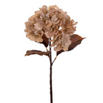 Vickerman FM223423 18.5" Cream Artificial Dried Hydrangea Spray 2 Per Bag.