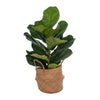 Vickerman FM229728 27” Green Fiddle Leaf In Woven Basket The Pot Measures 7" X 7" X 7.5".