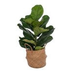 Vickerman FM229728 27” Green Fiddle Leaf In Woven Basket The Pot Measures 7" X 7" X 7.5".