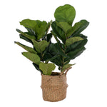 Vickerman FM229732 31” Two Stem Green Fiddle Leaf In Woven Basket. The Pot Measures 7" X 7" X 7.5".