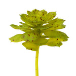 Vickerman FO180901 6" Artificial Green And Brown Spotted Echeveria Pick Set Of 3