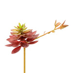 Vickerman FO181101 6" Artificial Black Prince Echeveria Pick Set Of 3