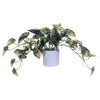 Vickerman FR230104 16" Artificial Green Variegated Leaves In Pot.