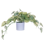 Vickerman FR230113 16" Artificial Light Green Variegated Leaves In Pot.
