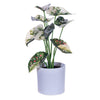 Vickerman FR230604 11.5" Artificial Green Variegated Leaves In Pot. Includes Two Pieces Per Bag.