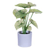 Vickerman FR230613 11.5" Artificial Light Green Variegated Leaves In Pot. Includes Two Pieces Per Bag.