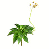 Vickerman FU190818 18" Artificial Green Succulent Stem.