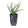 Vickerman FV192011 11" Artificial Green Gray Potted Haworthia.