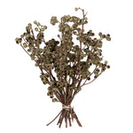 Vickerman H1ABN000 Natural Botanicals 14" X 1-3" Natural Ambernut Branch