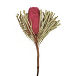 Vickerman H1BAJ400-3 12" Jumbo Erica Pink Banksia Flower With Stem. Includes 3 Stems Per Pack. Dried