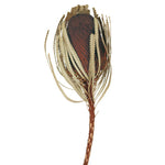 Vickerman H1BAJ800-3 12" Jumbo Brown Banksia Flower With Stem. Includes 3 Stems Per Pack. Dried