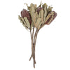 Vickerman H1BAM400-3 12" Natural Pink Banksia Menzi Flower With Stem. Includes 3 Stems Per Pack Dried