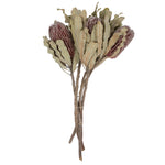 Vickerman H1BAM400-3 12" Natural Pink Banksia Menzi Flower With Stem. Includes 3 Stems Per Pack Dried