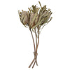 Vickerman H1BAP000 Natural Botanicals 15-18" X 3" Banksia Prionote 3 Heads Per Unit