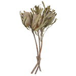 Vickerman H1BAP000 Natural Botanicals 15-18" X 3" Banksia Prionote 3 Heads Per Unit