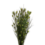 Vickerman H1BFS100 15-20" Basil Bell Female Short 5-6 Oz Bundle Preserved