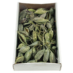 Vickerman H1BRA150 5-9" Brachy Pod Clusters Frosted Green 1.1 Lb Tray (Cpd-12) Dried