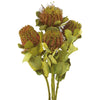 Vickerman H1CBU100 14-16" Banksia Coccinea Basil 4 Stem Bunch Preserved