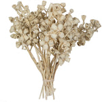 Vickerman H1CNC999 Natural Botanicals 11" X 2-4" Conical Gum Branch Bleached 20 Stems Per Unit