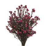Vickerman H1COT400 16-22" Erica Pink Cotton Phylicaflower 4-5 Oz Bundle Preserved