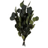 Vickerman H1EPO150 Natural Botanicals 18-20" X 8" Eucalyptus Populus Green 100 Grams Per Unit