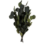 Vickerman H1EPO150 Natural Botanicals 18-20" X 8" Eucalyptus Populus Green 100 Grams Per Unit