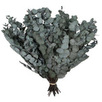 Vickerman H1ESP150-1 Natural Botanicals 18-20" X 9" Eucalyptus Spiral Green 1 Lb Bundle
